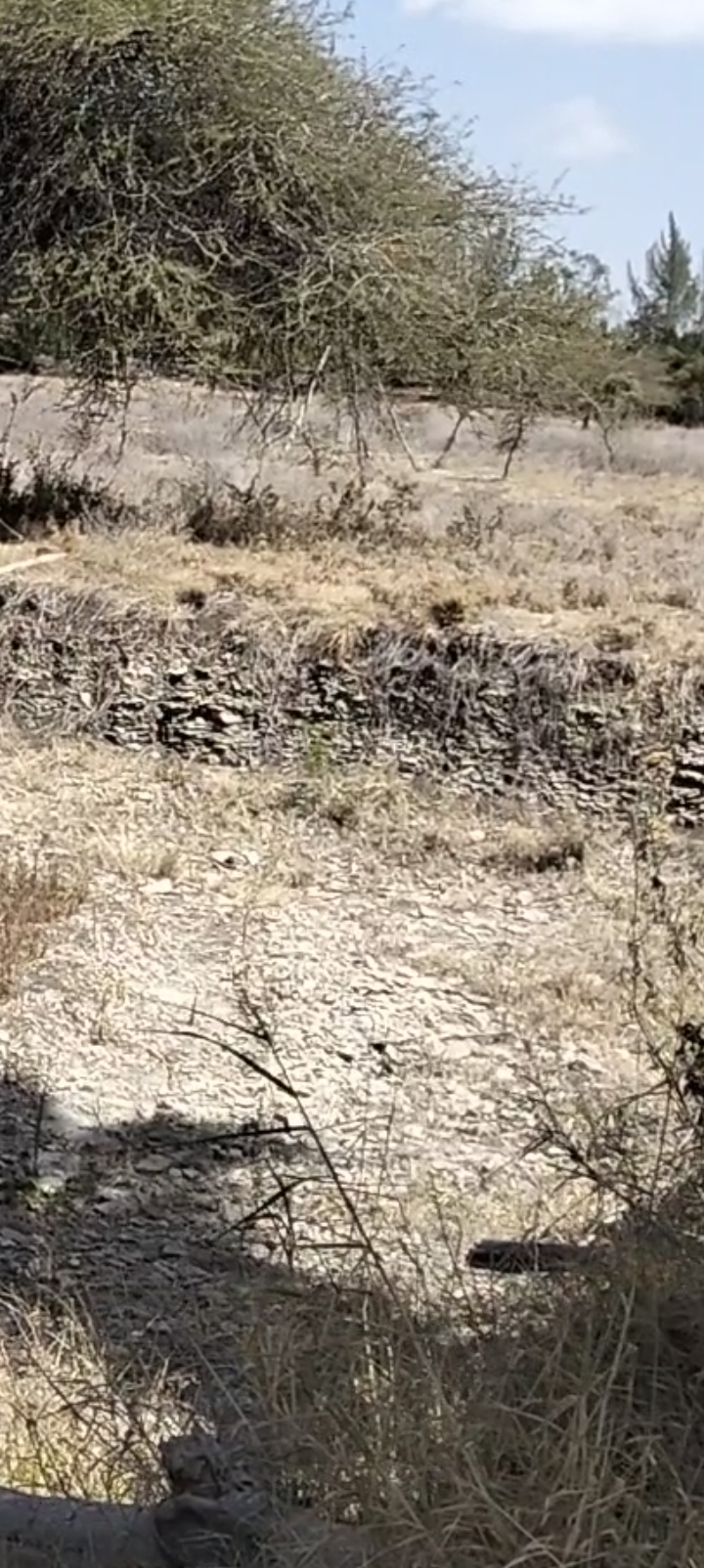 Dry season view of degraded, compacted soil